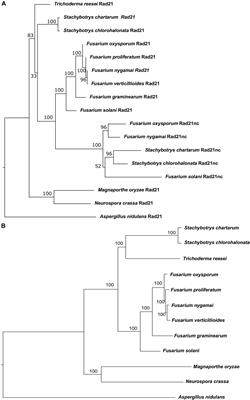 Alternative Functional rad21 Paralogs in Fusarium oxysporum